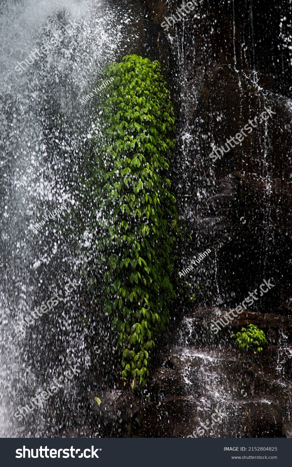 Shining falling water and splashes on lush green foliage of tropical plant on brown wet rock - jungle waterfall closeup, texture, vertical.  Scenic landscape from travel. #2152804825