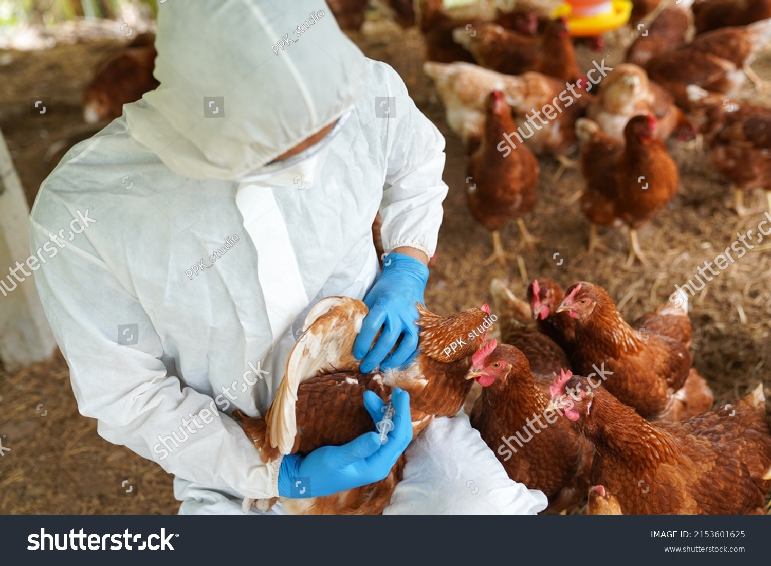 Veterinarians vaccinate against diseases in poultry such as farm chickens, H5N1 H5N6 Avian Influenza (HPAI), which causes severe symptoms and rapid death of infected poultry. #2153601625