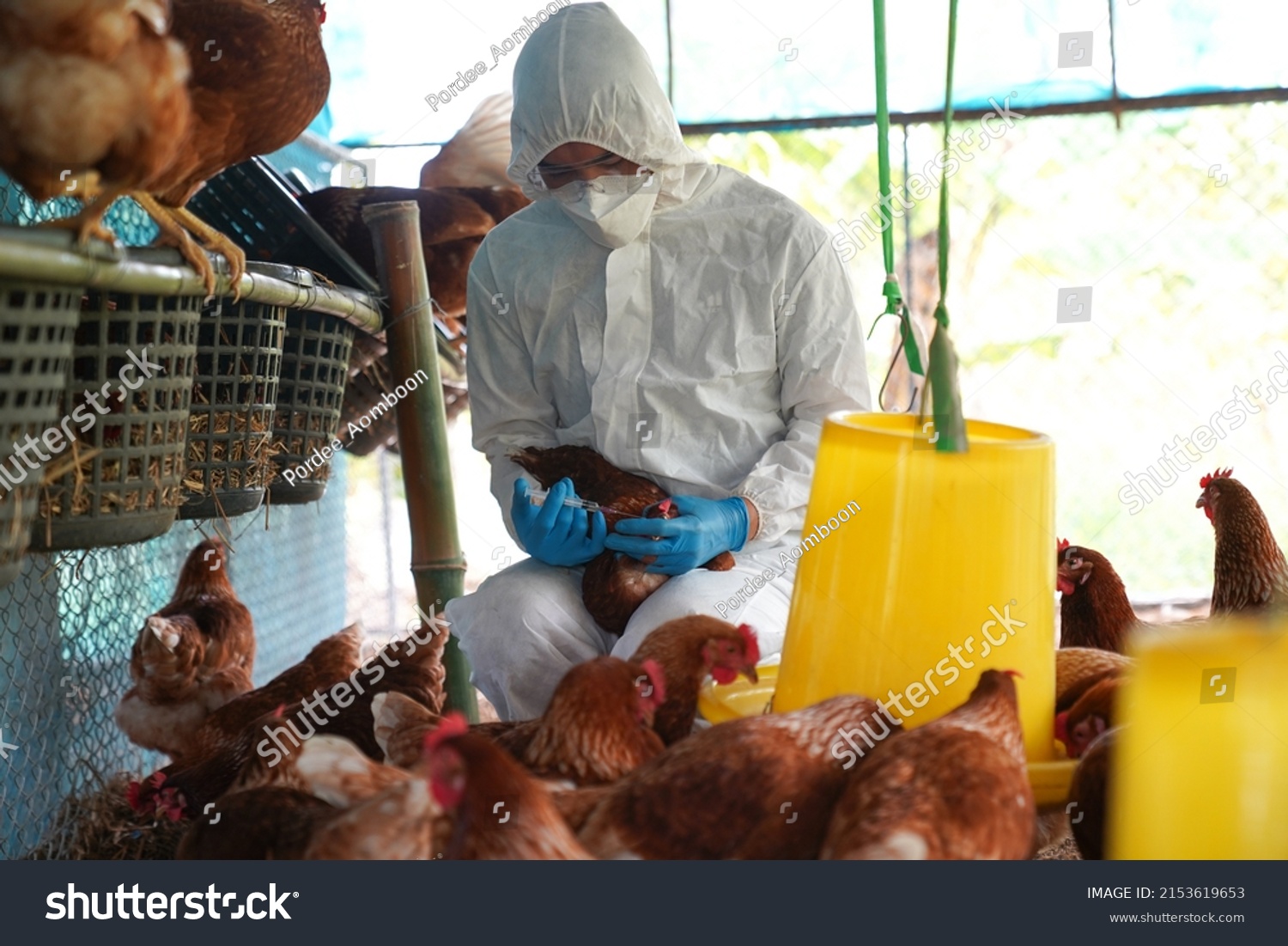 Bird flu, Veterinarians vaccinate against diseases in poultry such as farm chickens, H5N1 H5N6 Avian Influenza (HPAI), which causes severe symptoms and rapid death of infected poultry.
 #2153619653