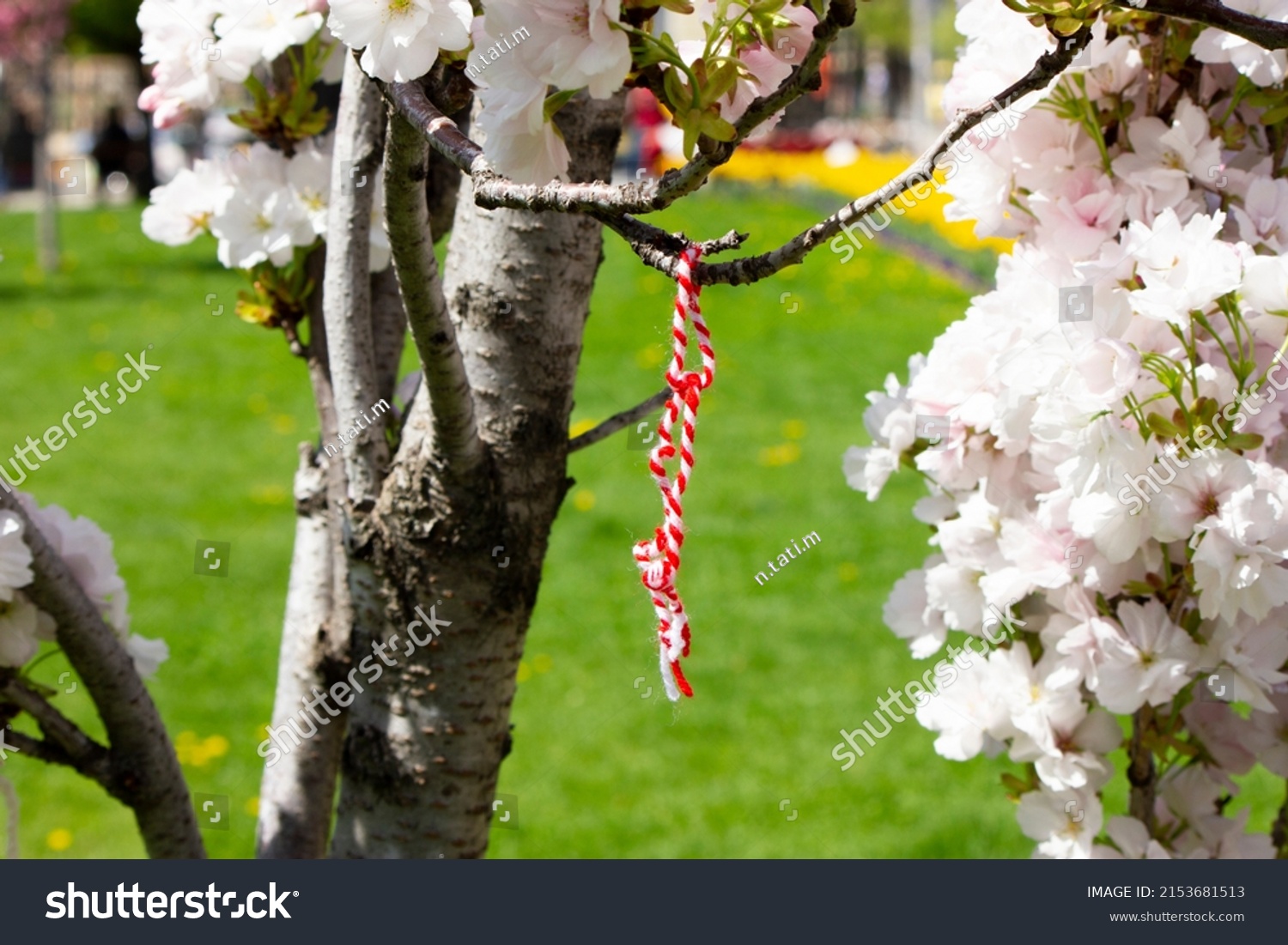 Closeup of Martenitsa (мартеница) traditional decoration in Bulgaria and Macedonia, adornment, made of white and red yarn, symbol of spring and resurgent nature, tied to blossomed tree to be health #2153681513
