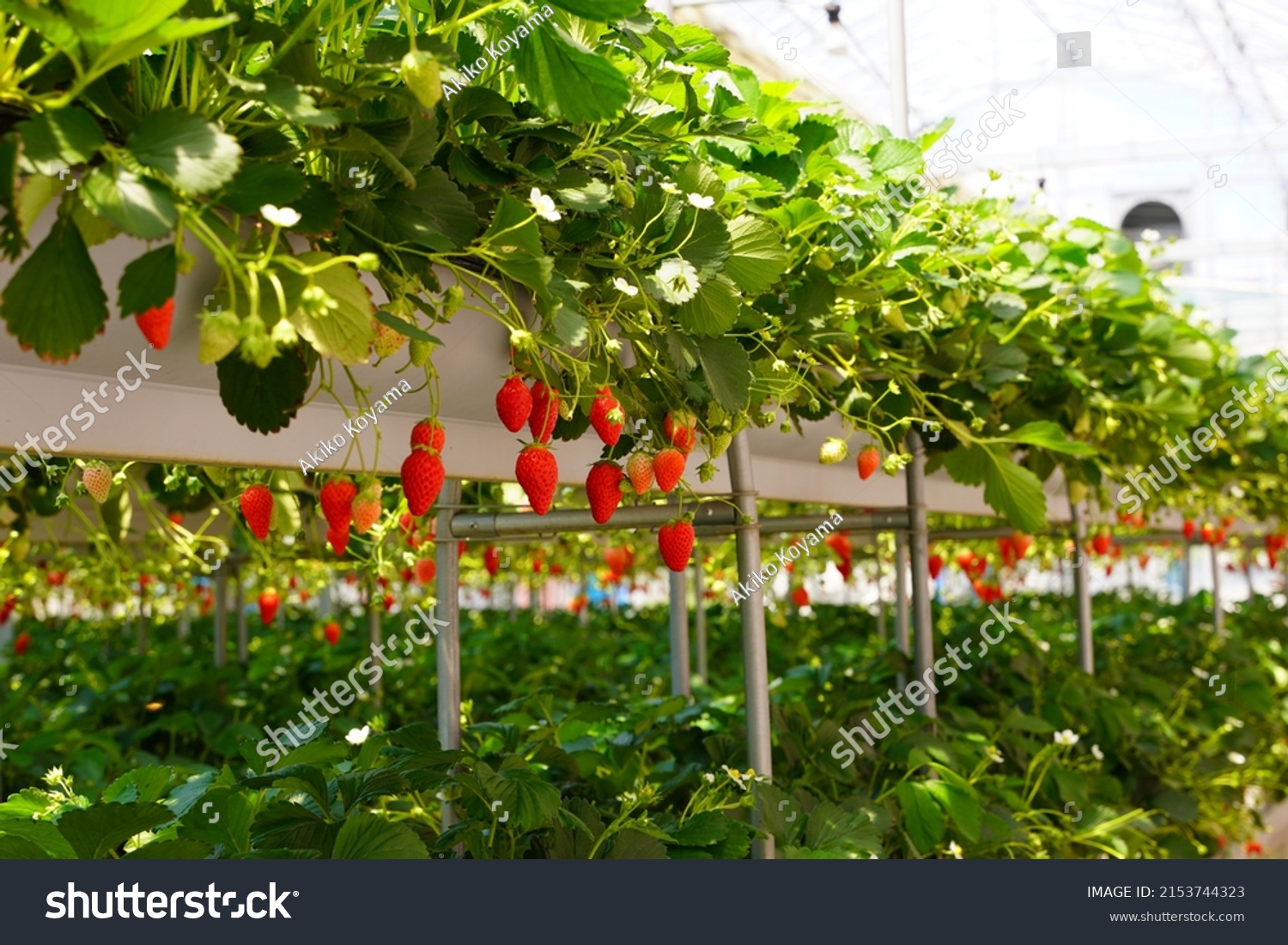 Strawberry picking at a strawberry house in Yamanashi,Japan #2153744323