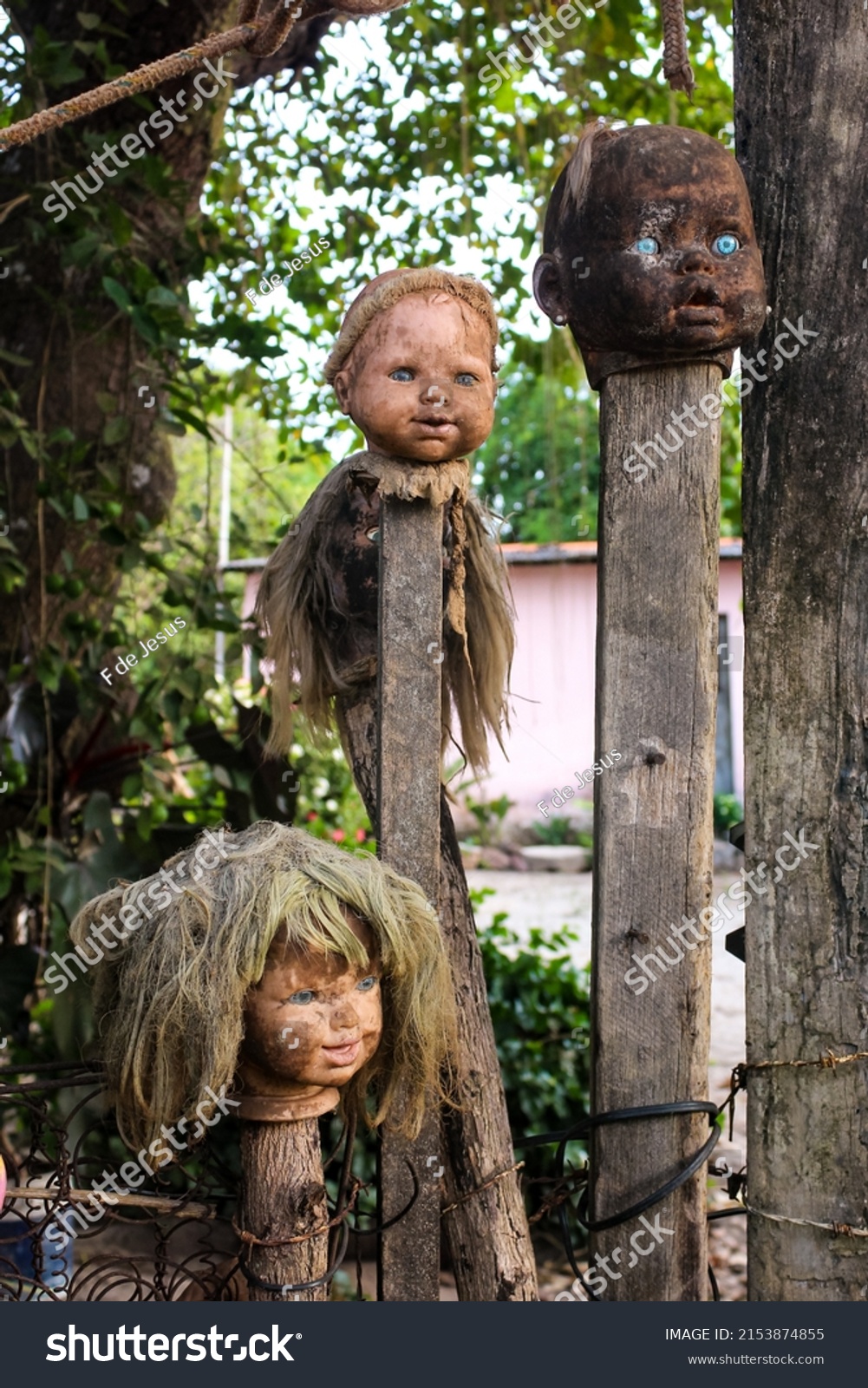 Doll heads on stakes, a sinister image. Halloween. scary photo of black magic objects. Haunted place #2153874855