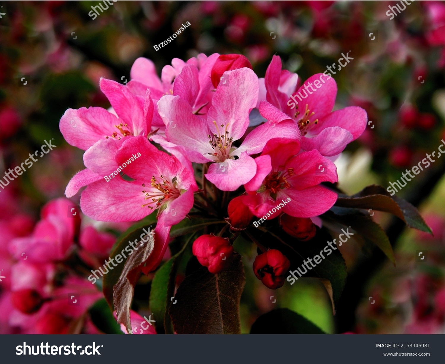 pink flowers of malus purpurea - crab apple tree at spring #2153946981