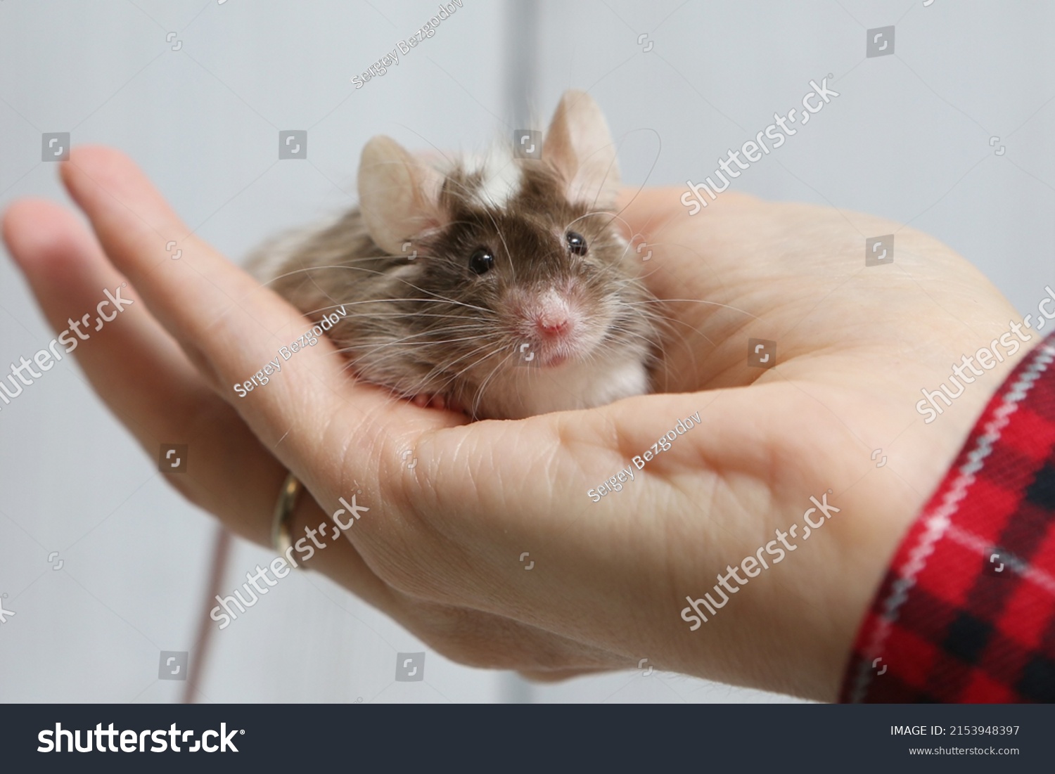 Little pet: mouse on arm. Long haired decorative little mouse. Home animal, fun pet. Cute mice. Bicolor splashed mouse on white background. Decorative satin mouse. Photo of mice, pet. Animal and hand #2153948397