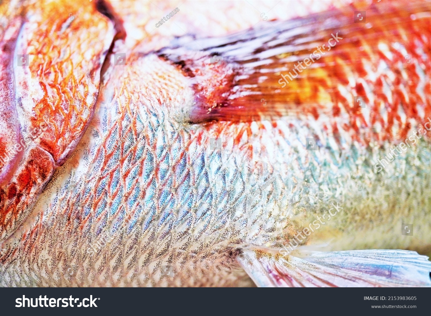 Red sea bream pectoral fin and abdomen up #2153983605