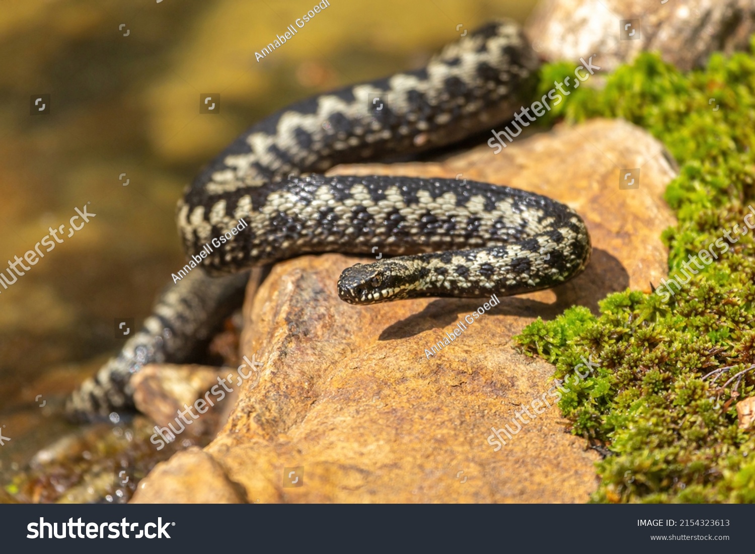 Portrait of a male european crossed viper in early spring, vipera berus #2154323613