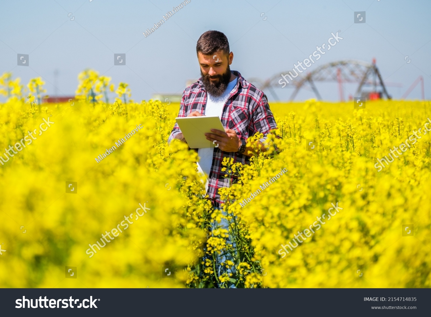 Farmer is standing in his blooming rapeseed field and examining the progress of crops. #2154714835