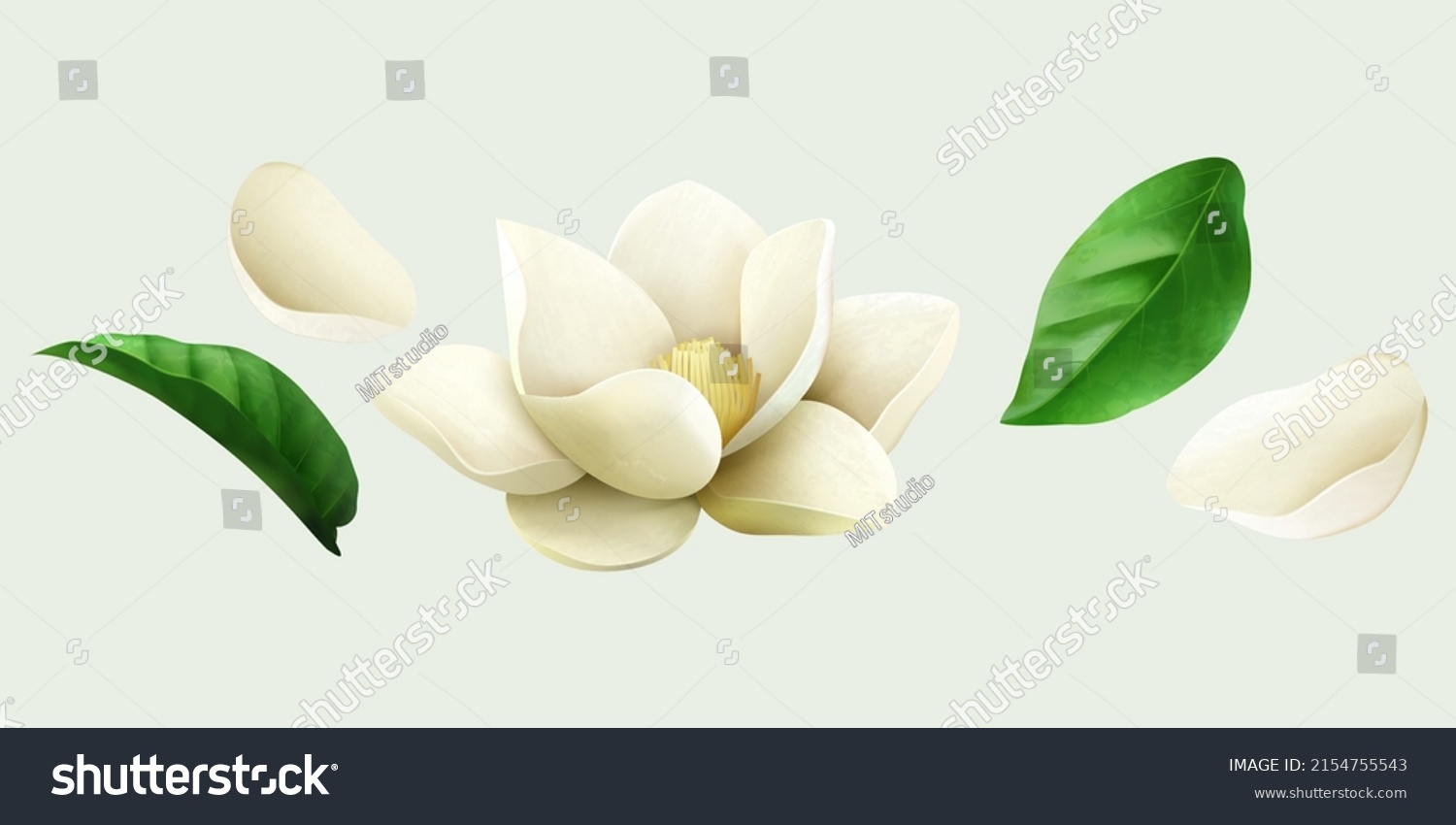 White jasmine drawings including flower bud, fresh leaves and petals. Floral elements isolated on light green background. Suitable for cosmetic or wedding decoration. #2154755543