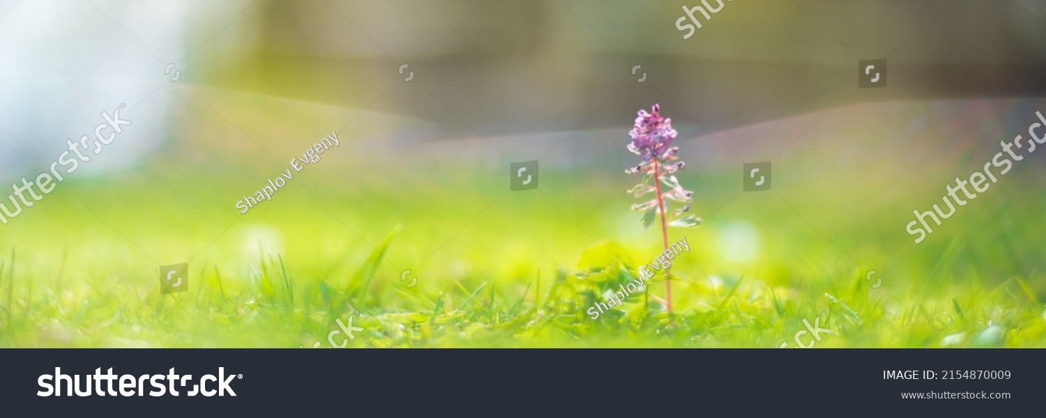 Background banner panorama of flowers in the yard. Beautiful natural panoramic countryside landscape. Selective focusing on foreground with strong blurry background. #2154870009