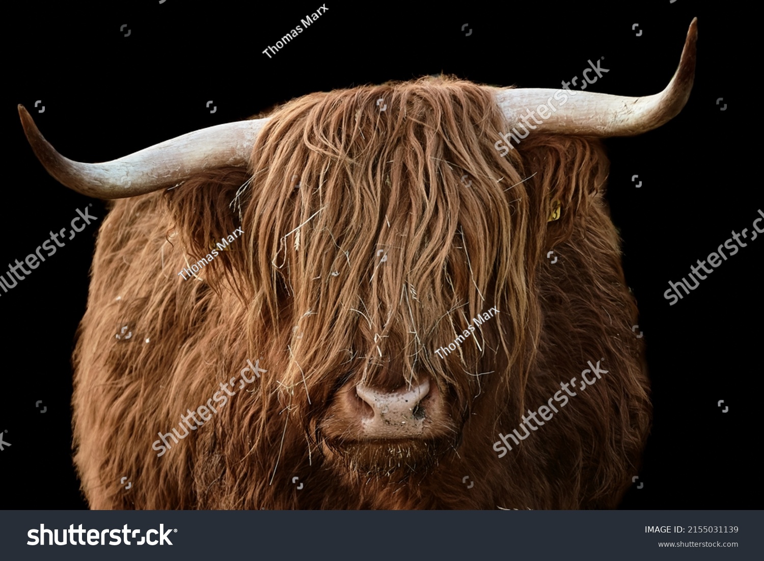Horned head of a brown Highland Cattle, Bos taurus taurus. Domestic cow looking at camera and isolated on black background. #2155031139