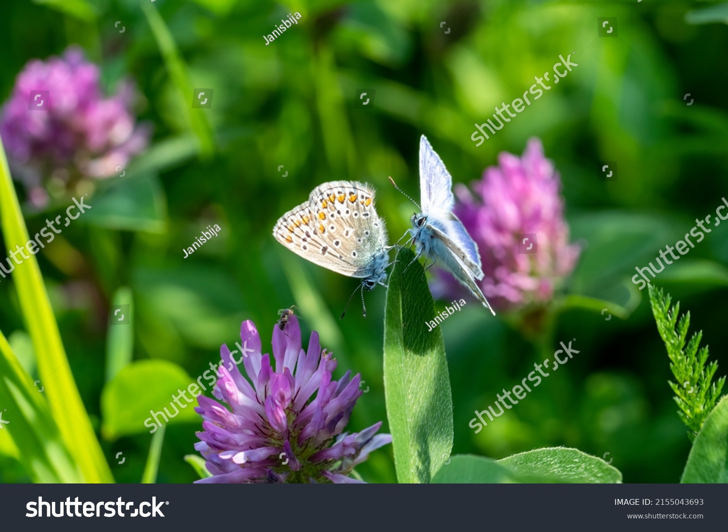 Two common blue butterflies (Polyommatus icarus) on a red clover flower. A small insect on a wild flower, common in Europe. Natural meadows. #2155043693