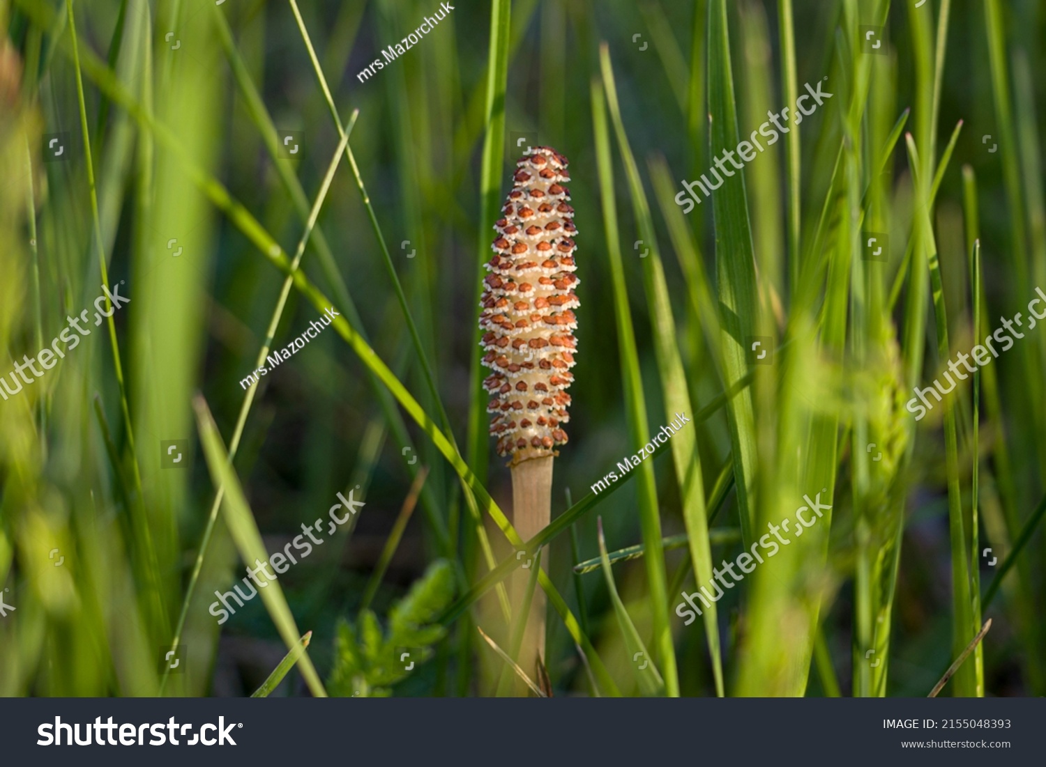 A spore-bearing shoot of the horsetail Equisetum arvense. Sporiferous spikelet of field horsetail in spring. Controversial cones of horsetail #2155048393