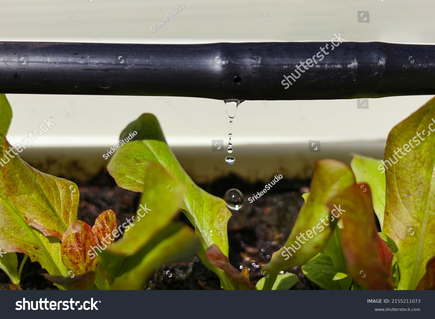 Drip Irrigation System Close Up. Water saving drip irrigation system being used in a organic salad garden.  #2155211073