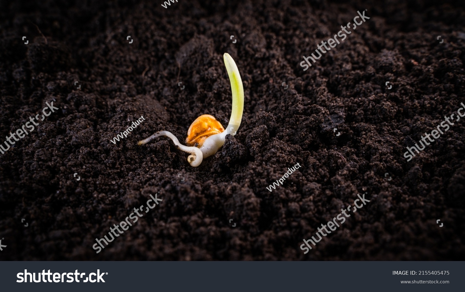 Germinated corn in dark fertile soil close-up #2155405475