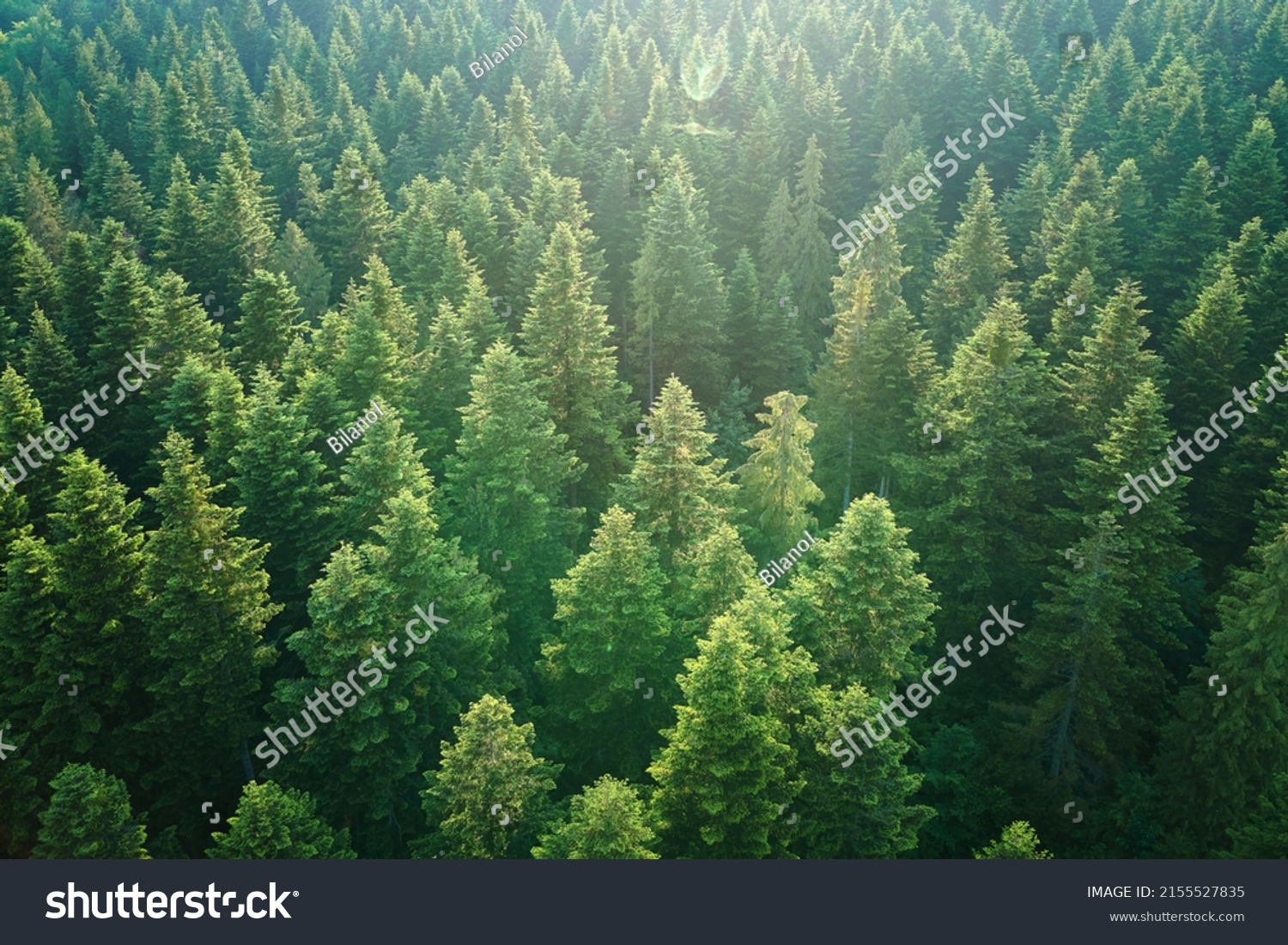 Aerial view of green pine forest with dark spruce trees. Nothern woodland scenery from above #2155527835