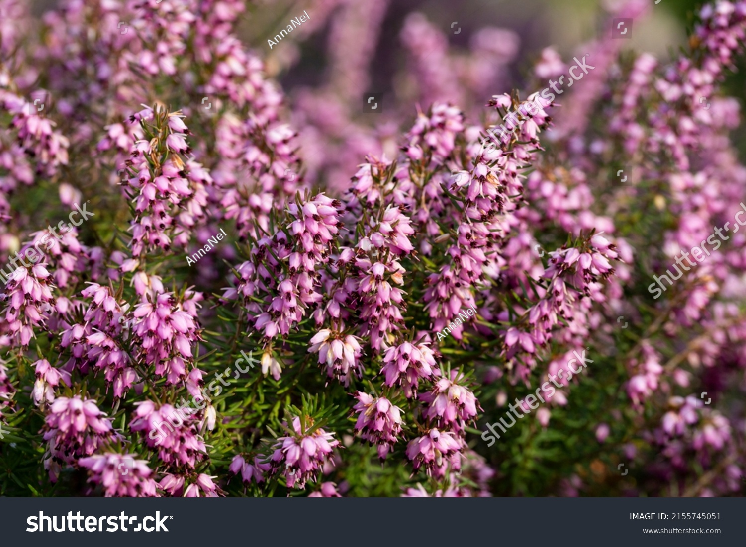Close up flowering Calluna vulgaris common heather, ling, or simply heather Selective focus of the purple flowers on the field, Nature floral background. #2155745051
