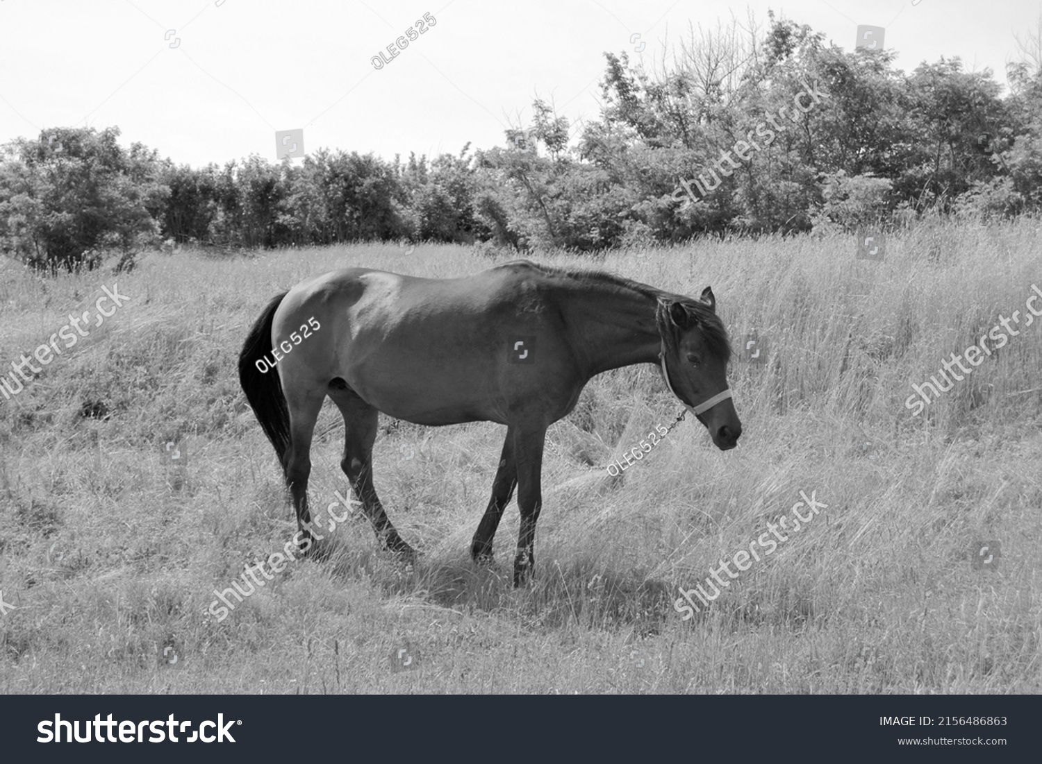 Beautiful wild brown horse stallion on summer flower meadow, equine eating green grass, horse stallion with long mane portrait in standing position, equine stallion outdoors, big horse equines #2156486863