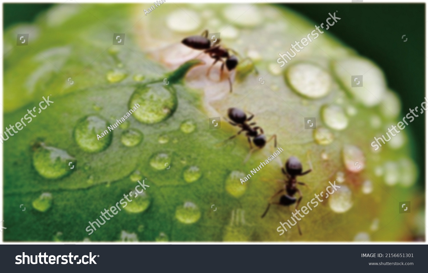 defocused abstract background of ants on leaves after rain at bojong danas #2156651301