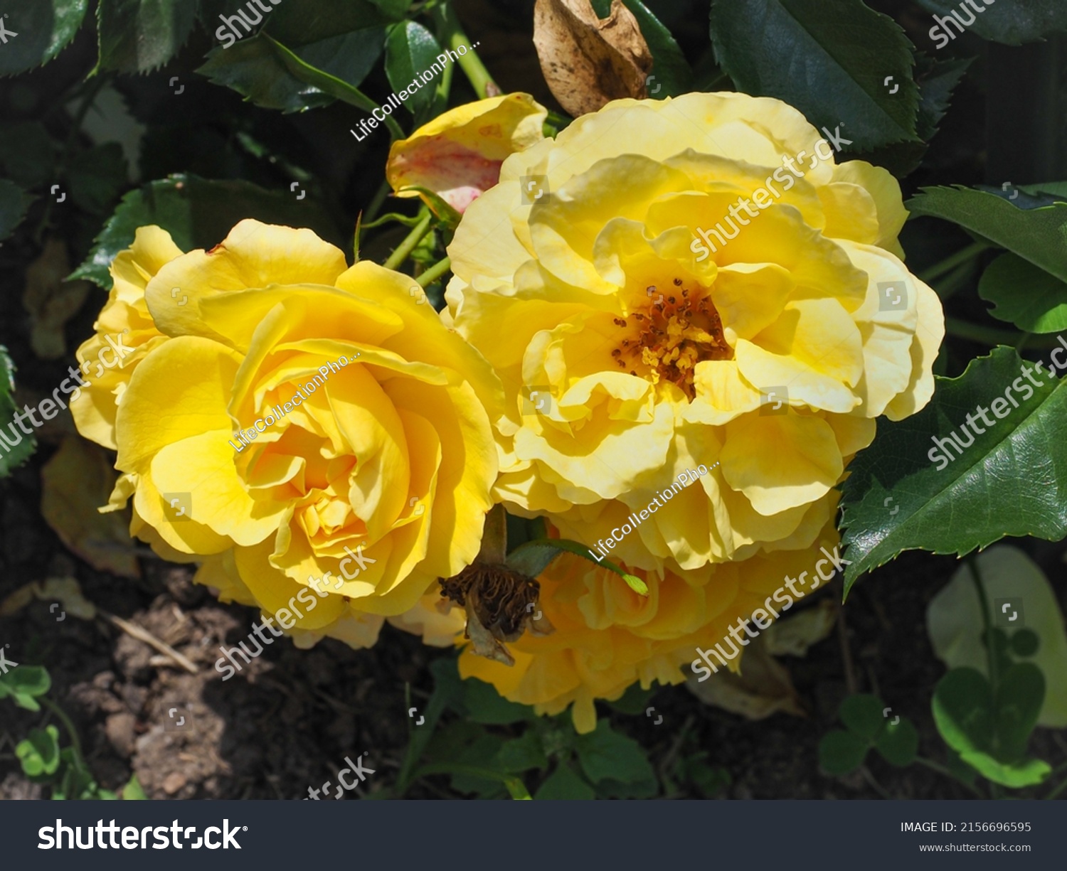 'Lizzy' or 'Starlet Beauty' Tantau Rose, fresh golden yellow blossoms, close up. Rosa is woody, perennial and flowering plant of the family Rosaceae. #2156696595