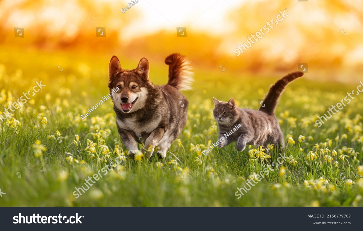 couple of friends a cat and a dog run merrily through a summer flowering meadow #2156779707