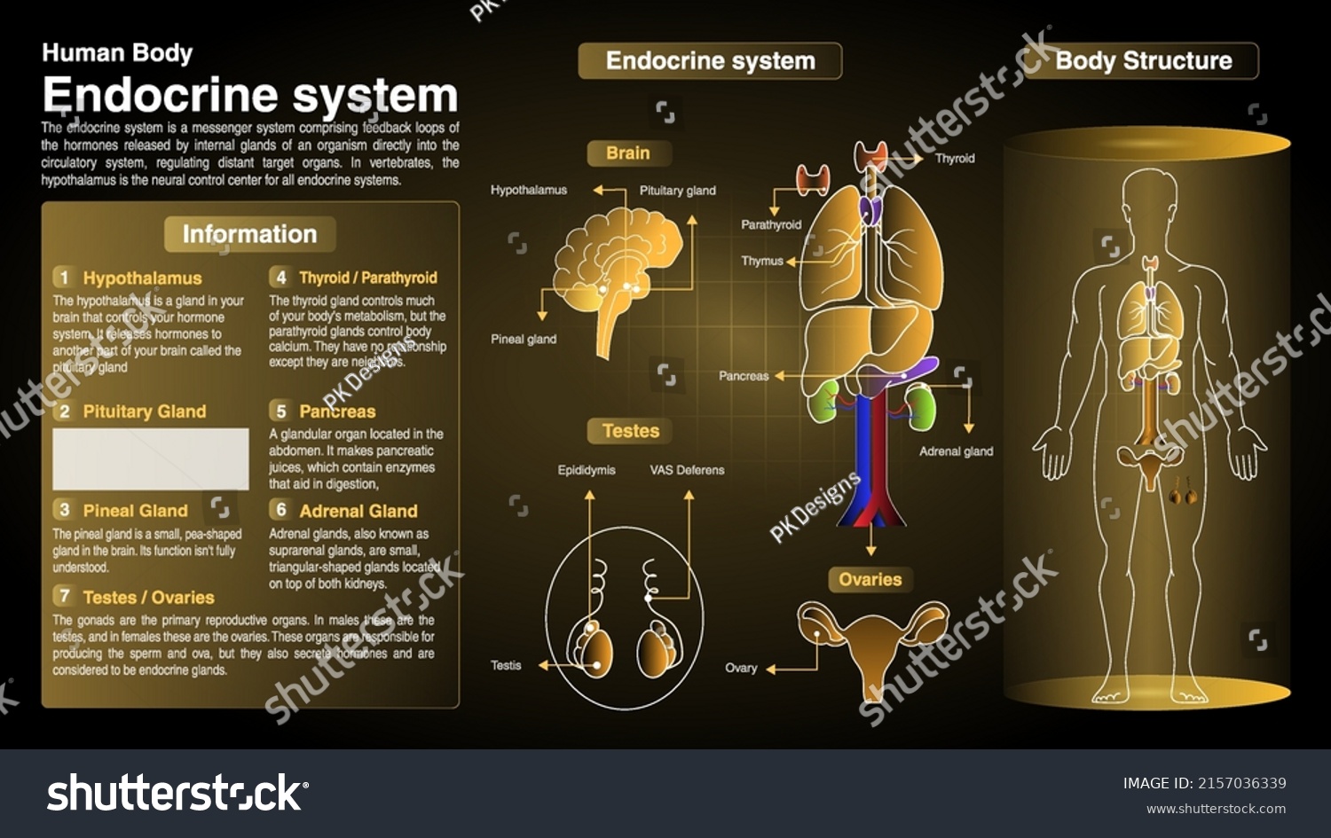 Vector Diagrams of Endocrine System: Function, - Royalty Free Stock ...