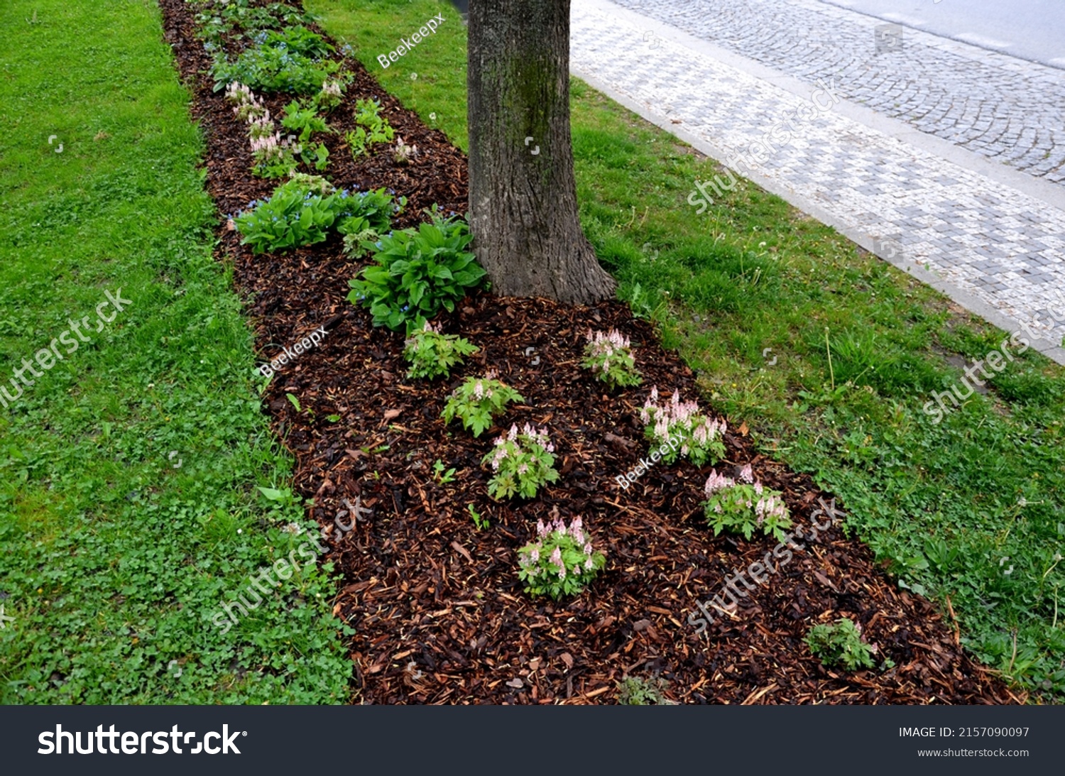 mulching undergrowth beds is necessary in terms of water evaporation. bark pulp protects against drying out and facilitates weed control #2157090097