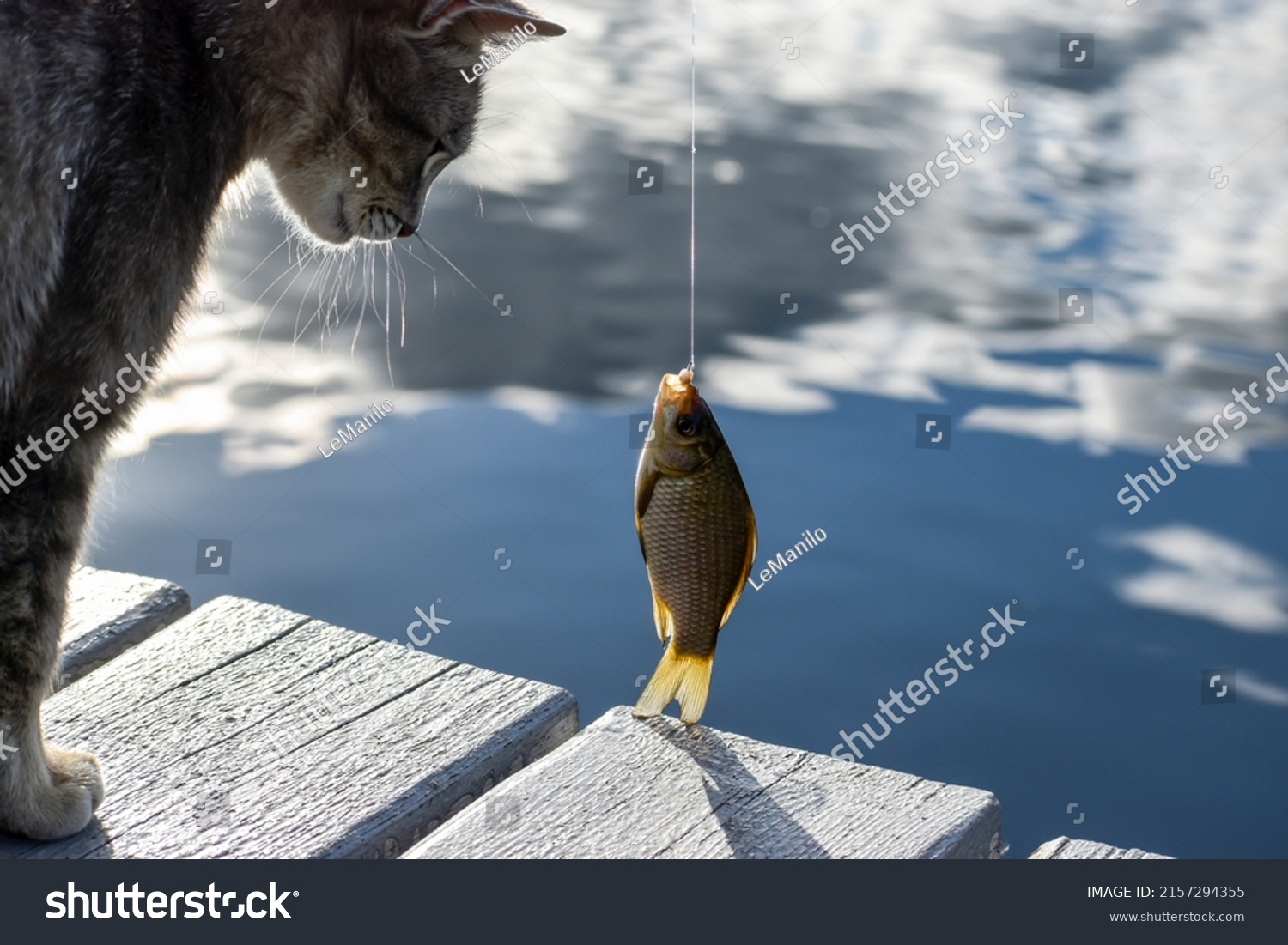 Crucian carp on the hook and the face of a cat looking at the caught fish #2157294355