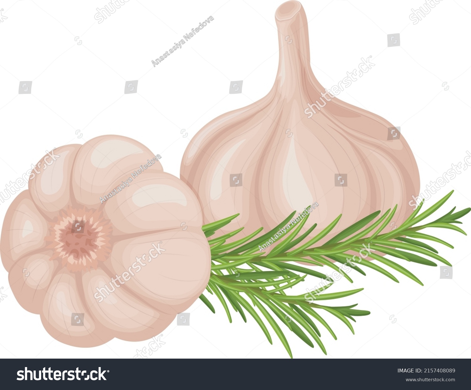 Garlic. Image of garlic heads. Vitamin product for seasoning, for cooking. Vector illustration isolated on a white background #2157408089