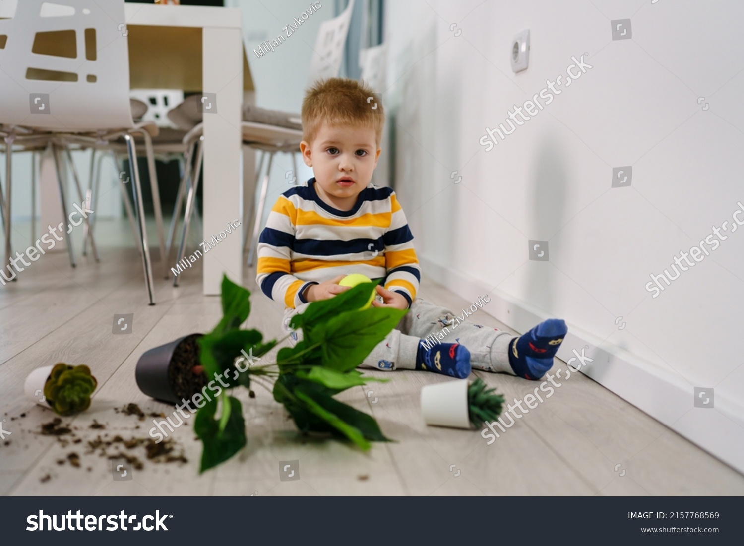 one caucasian boy making mess in the house playing and mischief with bad behavior flower pot damaged on the floor naughty kid at home childhood and growing up misbehavior concept #2157768569