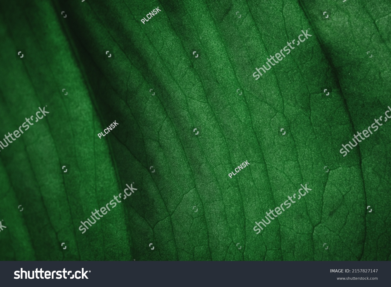 tropical leaves, abstract green leaves texture, nature background. Close-up tree leaf background. Natural background. Macro leaf. soft focus #2157827147