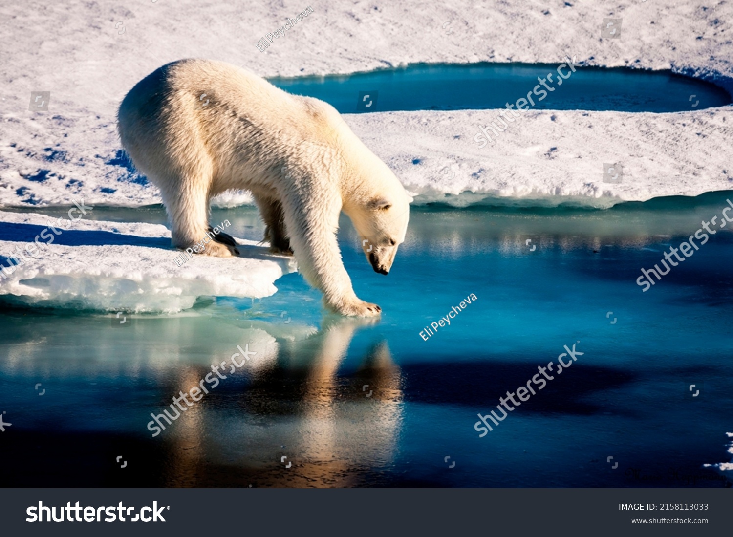 Polar bear at the Arctic. Original from NASA.

 #2158113033