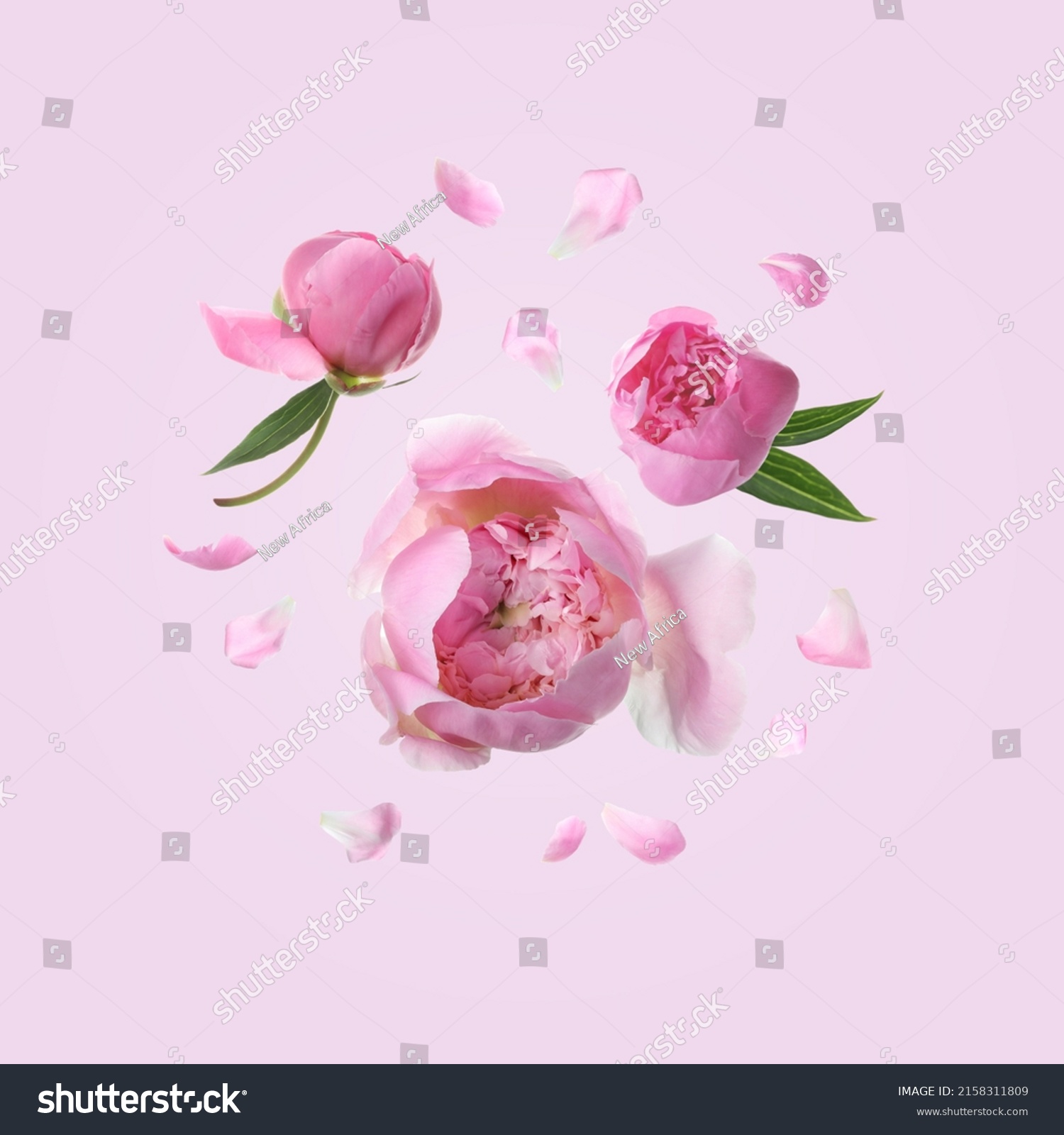 Beautiful peony flowers flying on pink background #2158311809
