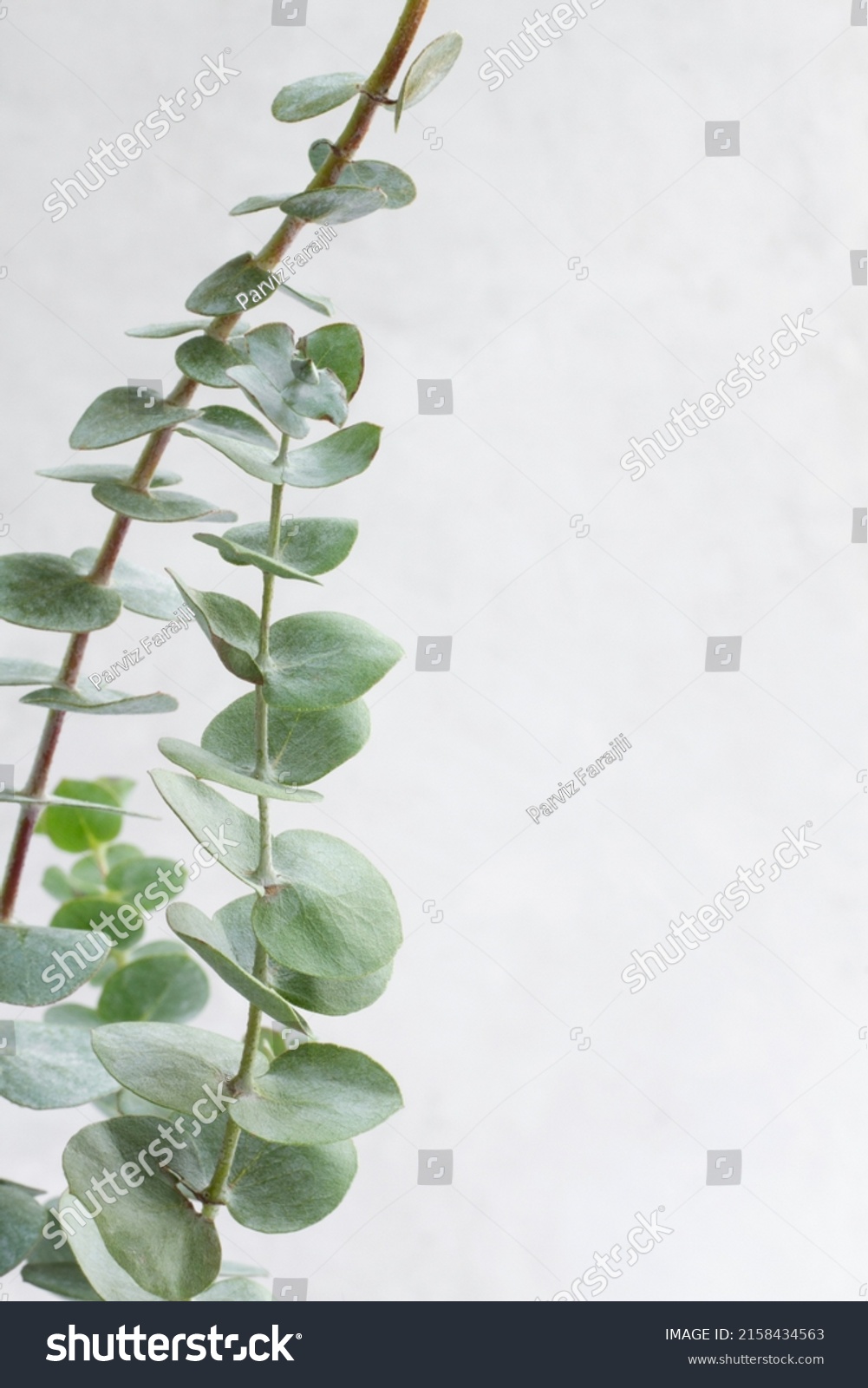 Elegant eucalyptus background . Floral backround .  #2158434563