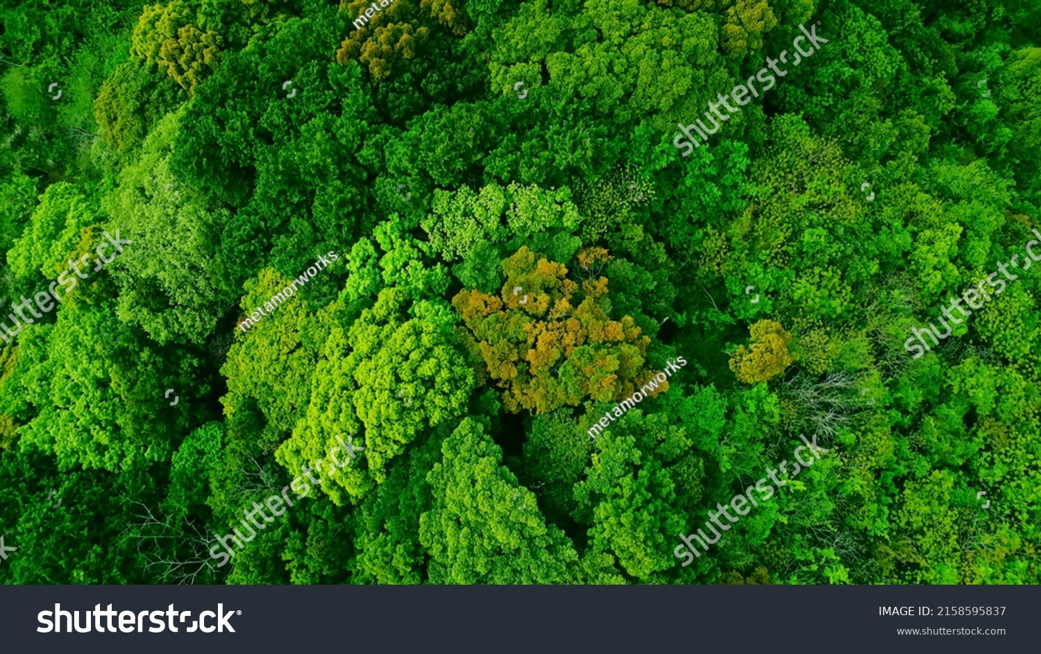 Green natural forest aerial view. Environment concept. #2158595837