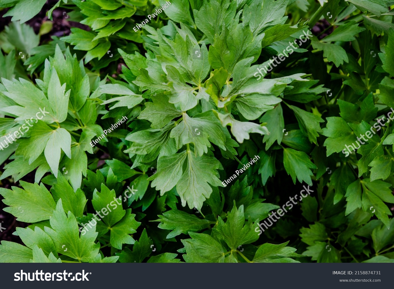 Levisticum officinale or lovage in the garden,  fresh green leaves #2158874731