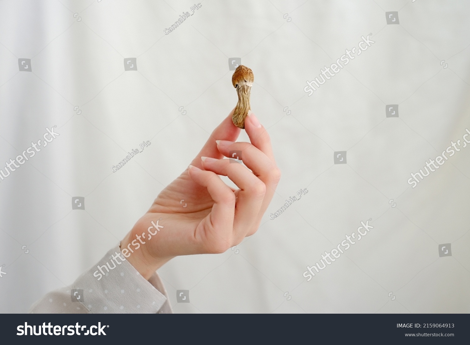 Psilocybin mushroom in woman's hand on grey background. Psychedelic magic mushrooms trip. Medical usage. Microdosing concept. Psilocybe cubensis #2159064913
