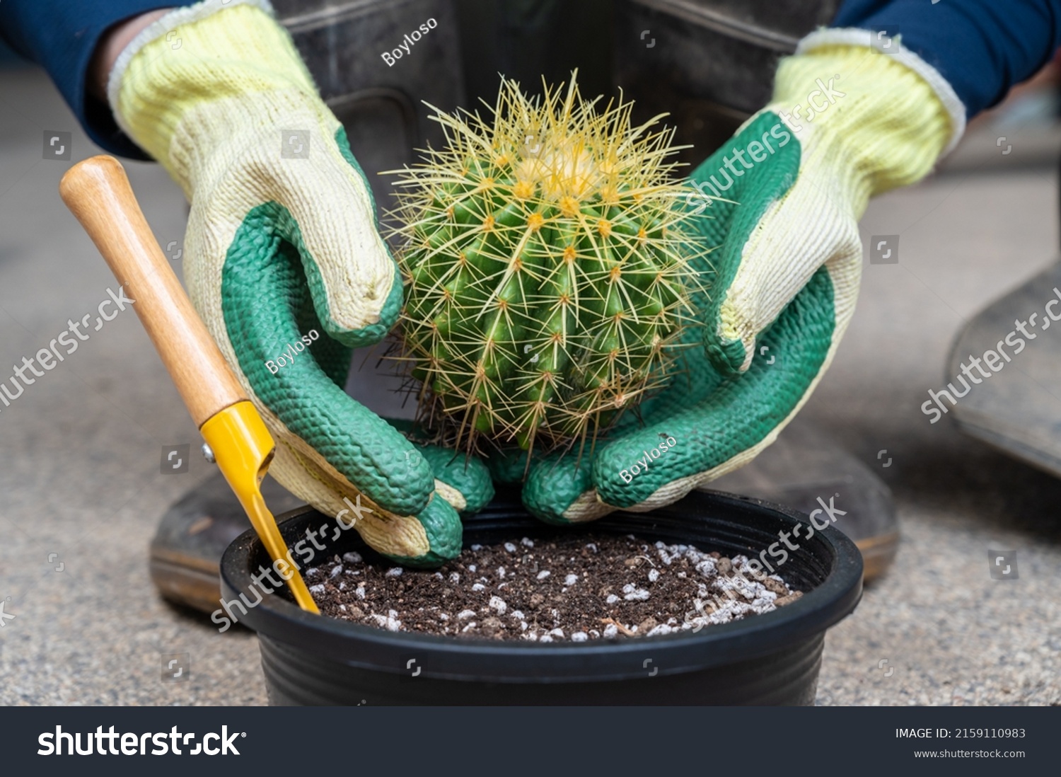 Farmer hands in protective gloves plant a golden barrel cactus in flower pot. Golden barrel cactus is popular for ornamental plant in contemporary garden designs. #2159110983