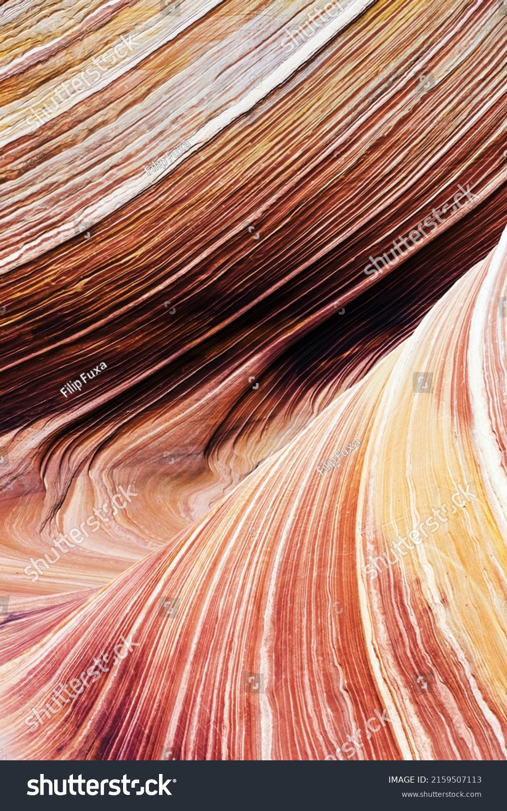 The Wave is an awesome vivid swirling petrified dune sandstone formation in Coyote Buttes North. It could be seen in Paria Canyon-Vermilion Cliffs Wilderness, Utah. USA #2159507113