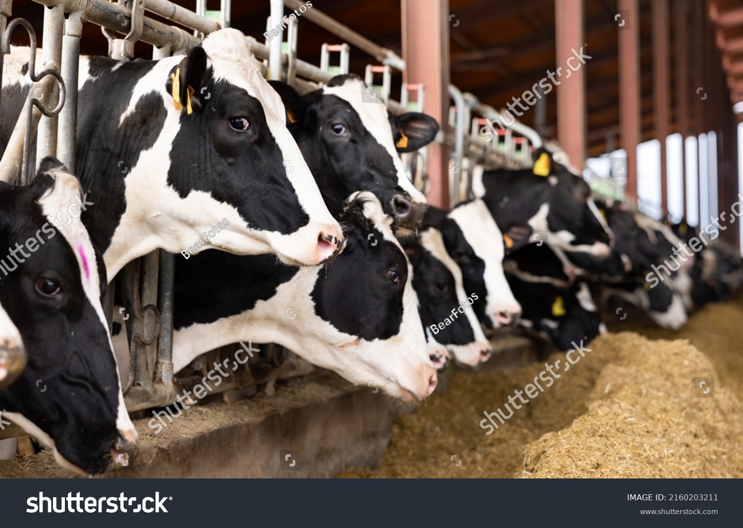 Closeup of black and white Holstein dairy cows eating hay peeking through stall fence on livestock farm.. #2160203211