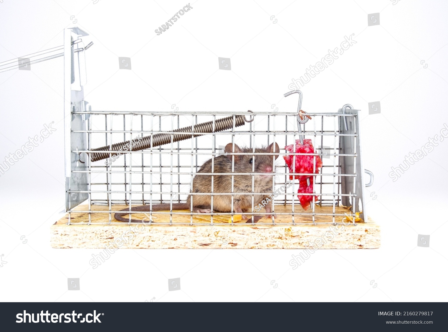House mouse caught in live capture mouse trap. A cute little rodent in a live cage on a white background. Human ways to catch a mouse in box trap. #2160279817