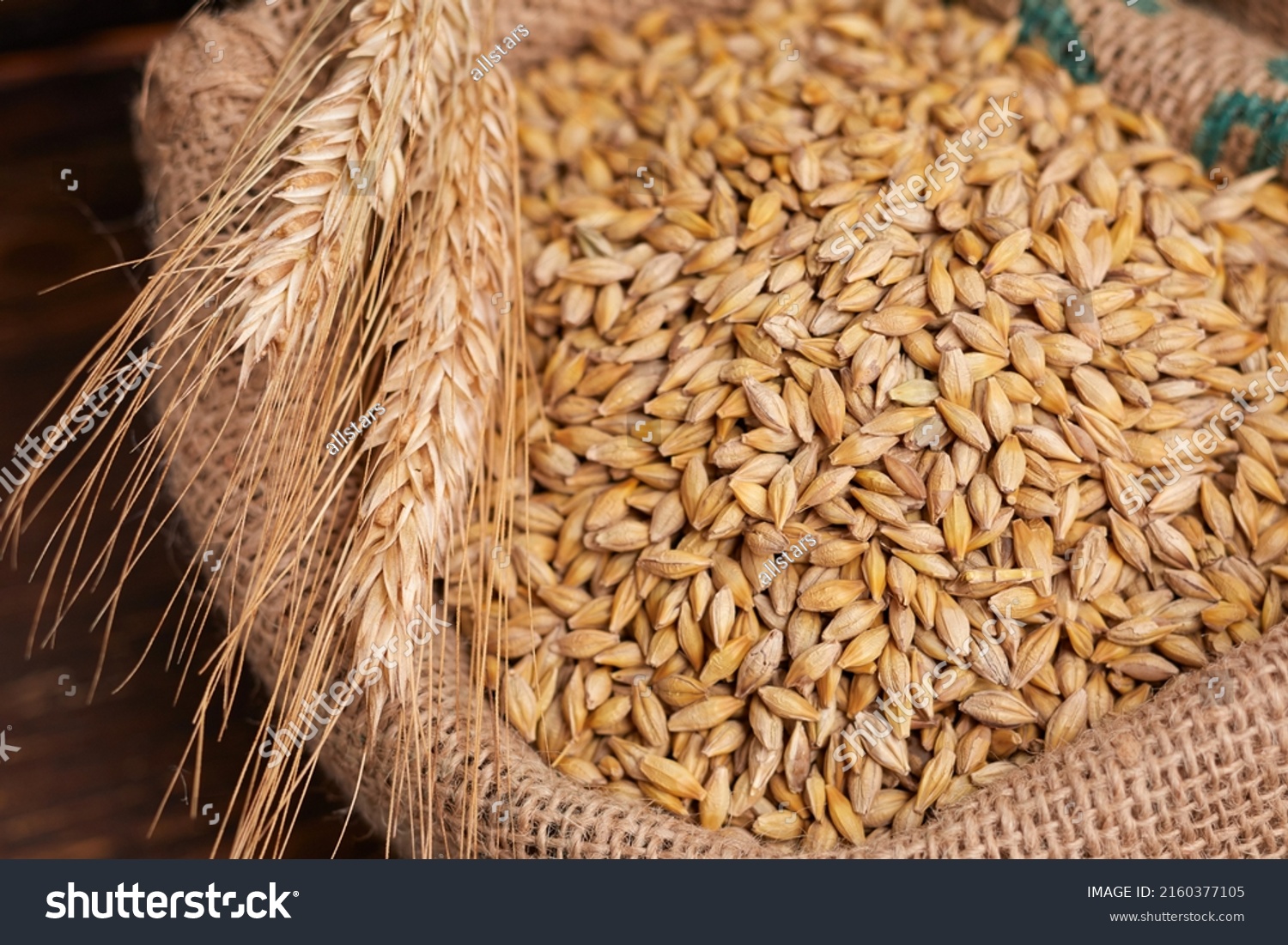 barley grain on the wooden background #2160377105