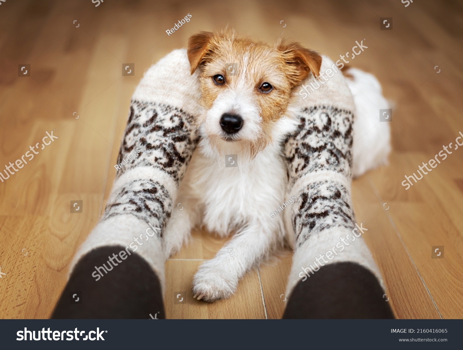 Small breed cute jack russell terrier dog looking, relaxing between owner's legs at home. Relationship, friendship of human and animal, pet love and care.
 #2160416065