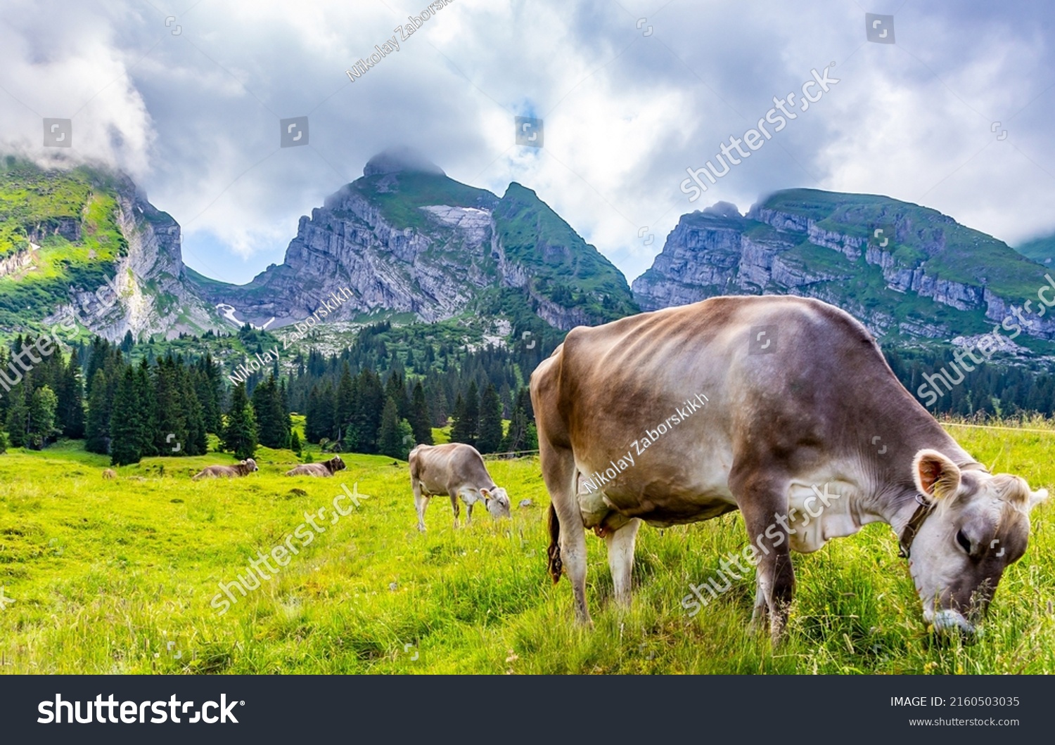 Cow herd grazing on meadow grass in mountains. Cow on mountains grass #2160503035