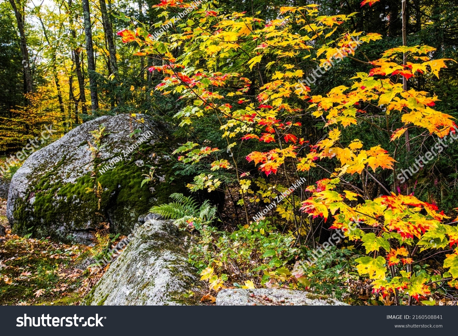 Autumn foliage on forest bushes. Autumn in forest. Forest bush in autumn. Autumn nature scene #2160508841
