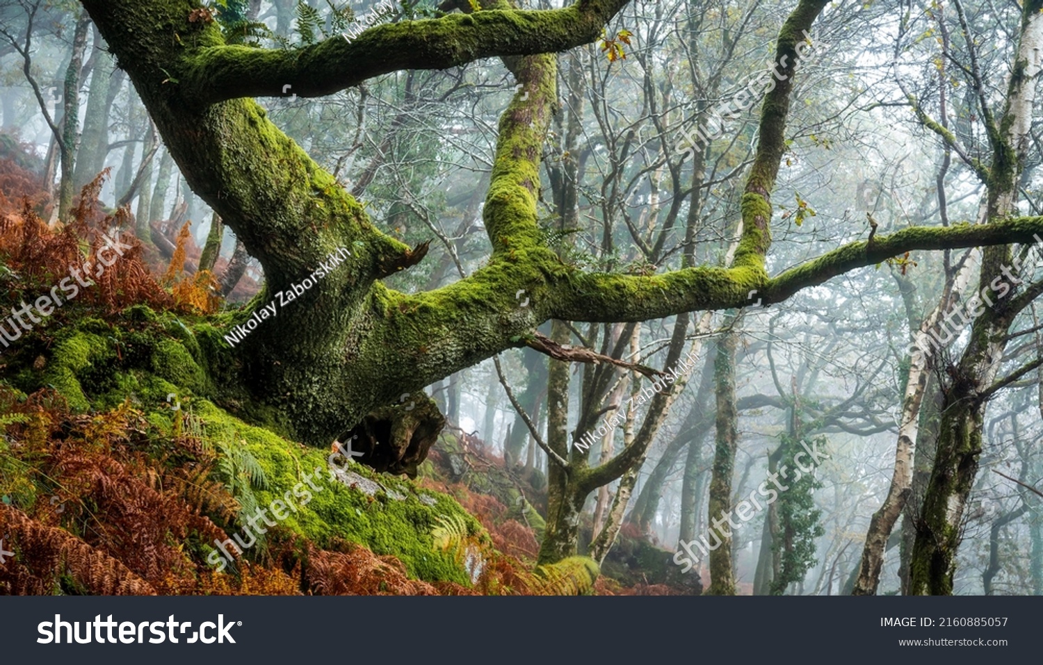 A mossy tree in a mossy autumn forest. Branchy tree in moss. Autumn mossy branchy tree. Mossy branchy tree #2160885057