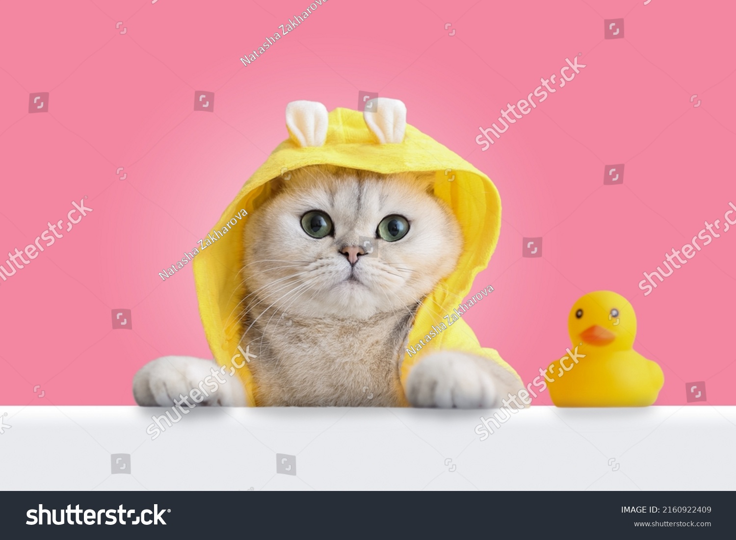 A funny white cat in a yellow coat looks out of a white shell, a yellow rubber duck stands nearby, on a pink background. #2160922409
