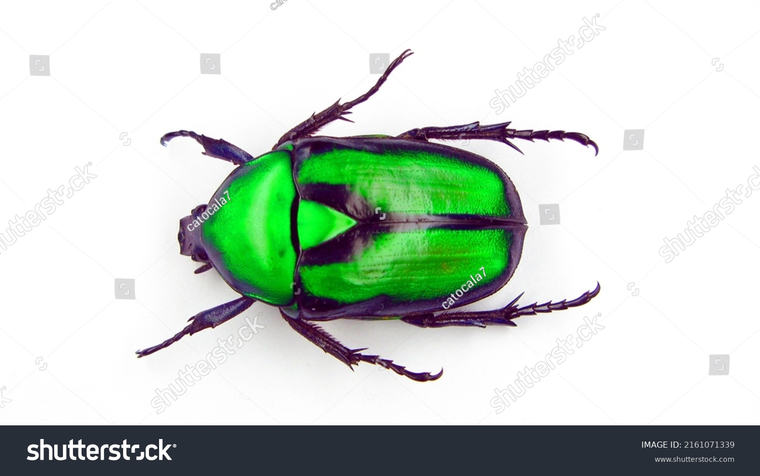 Green beetle isolated on white. Metall green flower beetle Rhomborrhina gigantea from Malaysia close up. Cetoniidae. Collection beetles. Coleoptera. Entomology #2161071339