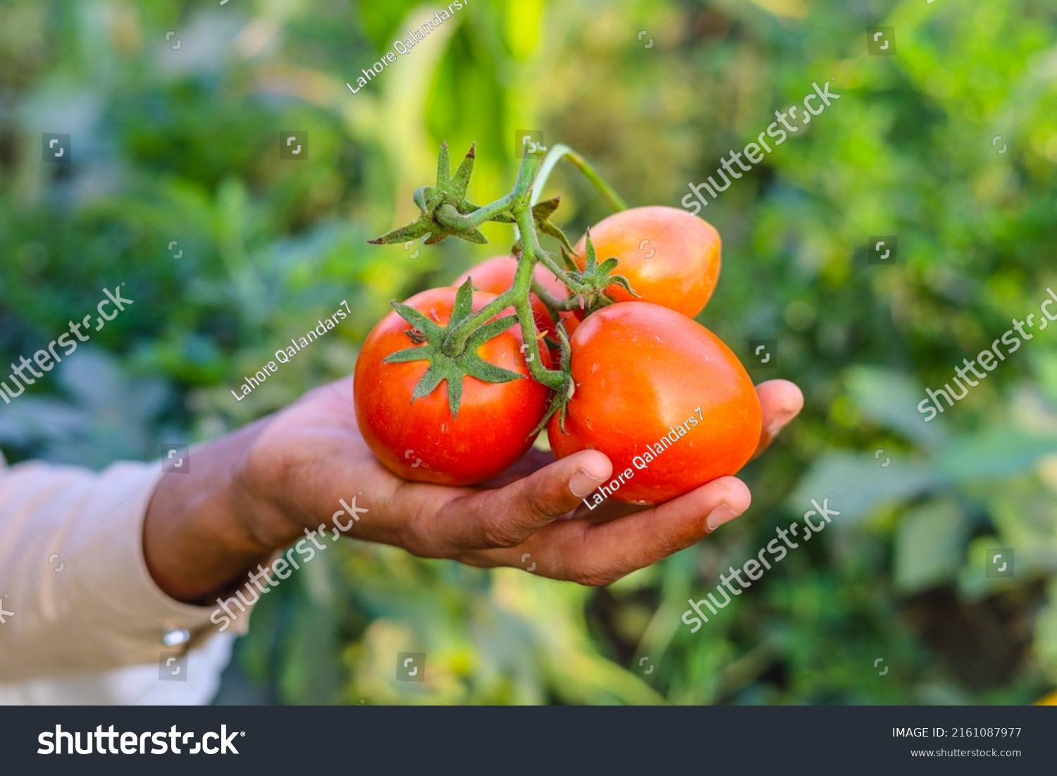 Close up of bunch of red tomatoes on hand. Tomatoe isolated on hand. Bunch of tomatoes on hand. Red riped tomatoes on hand. Tomatoes farming in Pakistan and India. With selective focus on subject. #2161087977