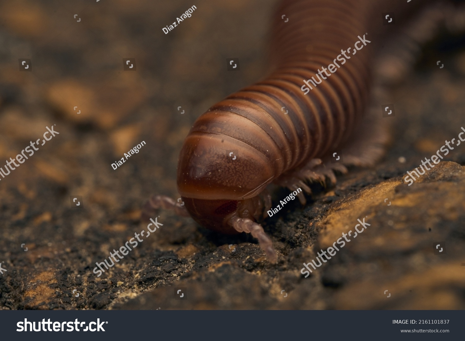 Details of a brown millipede on a tree #2161101837