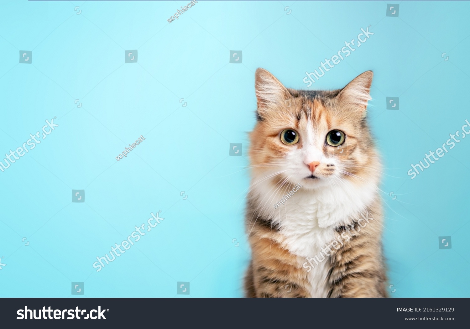 Fluffy kitty looking at camera on blue background, front view. Cute young  long hair calico or torbie cat sitting in front of colored background with copy space. 10 month old female kitten. Isolated. #2161329129